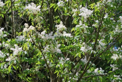 Fraxinus ornus - jasan manový (zimnář) - rozkvetlé větve (31)